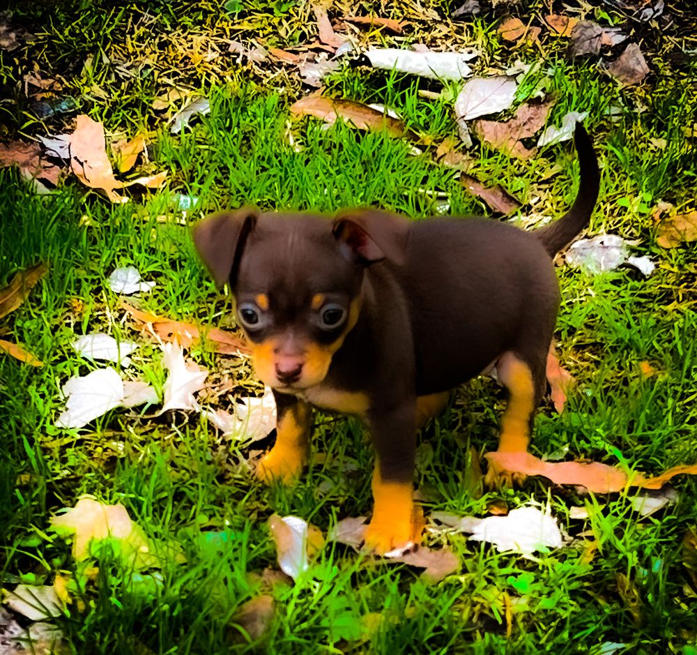 KIMBERLY’S HEAVENLY PUPPIES Updated June 2024 Request Consultation