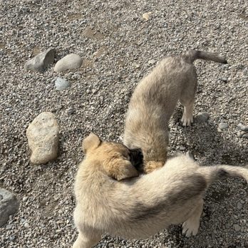 Husky Homestead Tours - Tours Near Me - Denali Park, Alaska Husky Homestead Tours - Tours Near Me - Denali Park, Alaska