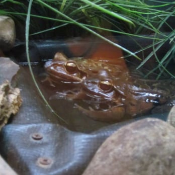 Akron Zoo - Mountain chicken frogs - Zoos Near Me - Akron, Ohio