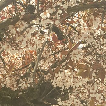 Citizen - Ate my takeout Croque Madame on my car trunk beneath this flowering tree (4/3/21) - Coffee & Tea Near Me - Seattle, Washington Citizen - Ate my takeout Croque Madame on my car trunk beneath this flowering tree (4/3/21) - Coffee & Tea Near Me - Seattle, Washington