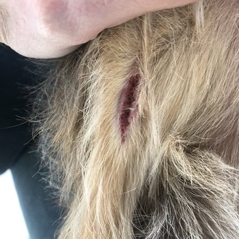 Glow Up Grooming - The cut on her leg. - Pet Groomers Near Me - Anchorage, Alaska