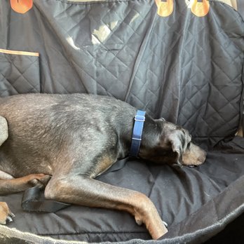Canine Republic - Typical car ride home after a visit to Canine Republic, asleep within minutes. - Pet Groomers Near Me - Plano, Texas