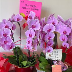 Best Hakka - lucky orchids