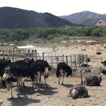 Ostrichland USA - Attraction Farms Near Me - Solvang, California