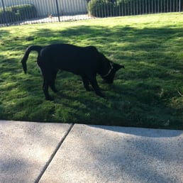 Puppy loving the Bressi Ranch dog park.