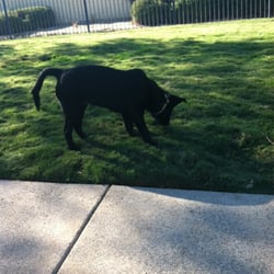 Bressi Ranch Dog Park - Puppy loving the Bressi Ranch dog park.