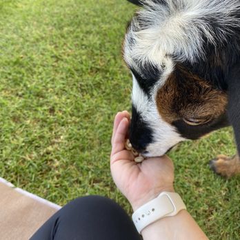 Maui Goat Yoga - Animal Assisted Therapy Near Me - Kula, Hawaii Maui Goat Yoga - Animal Assisted Therapy Near Me - Kula, Hawaii