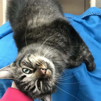 The Humane Society serving Crawford County - Love the kitties a the dhalter - Community Service/Non-Profit Near Me - Bucyrus, Ohio The Humane Society serving Crawford County - Love the kitties a the dhalter - Community Service/Non-Profit Near Me - Bucyrus, Ohio