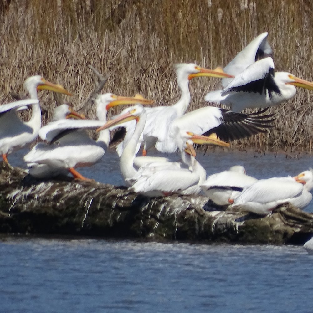 Cowan Lake State Park - Boating Near Me - Wilmington, Ohio