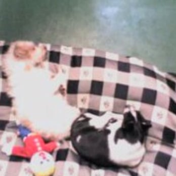 Paw Commons - Sam & Ollie on live cam in suite - Pet Sitting Near Me - San Diego, California Paw Commons - Sam & Ollie on live cam in suite - Pet Sitting Near Me - San Diego, California
