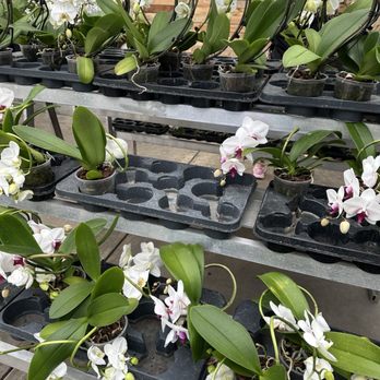 Westerlay Orchids - Nurseries & Gardening Near Me - Carpinteria, California Westerlay Orchids - Nurseries & Gardening Near Me - Carpinteria, California