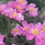 Photo of Highland Horticultural Services