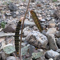 Fall Canyon - Big moth caterpillars eating frantically before the summer sun wipes out the tender green plants.