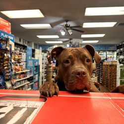 Leo's Scotts Valley Liquor Store - On treat patrol