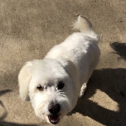 My dog Max is nice and white again!!