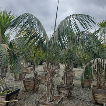 Moon Valley Nurseries - Palm trees - Landscaping Near Me - Escondido, California Moon Valley Nurseries - Palm trees - Landscaping Near Me - Escondido, California