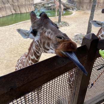 Dallas Zoo - Zoos Near Me - Dallas, Texas Dallas Zoo - Zoos Near Me - Dallas, Texas
