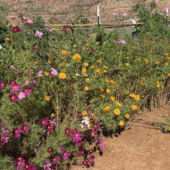 Zion Cliff Lodge - Flower garden - Hotels Near Me - Hildale, Utah Zion Cliff Lodge - Flower garden - Hotels Near Me - Hildale, Utah
