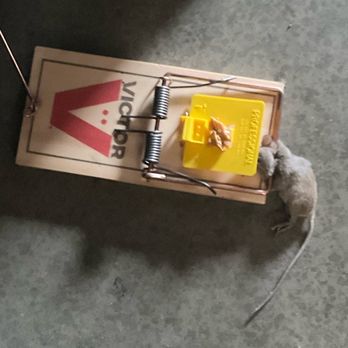 SecurCare Self Storage - Mouse from rat in my unit! - Self Storage Near Me - Loma Linda, California