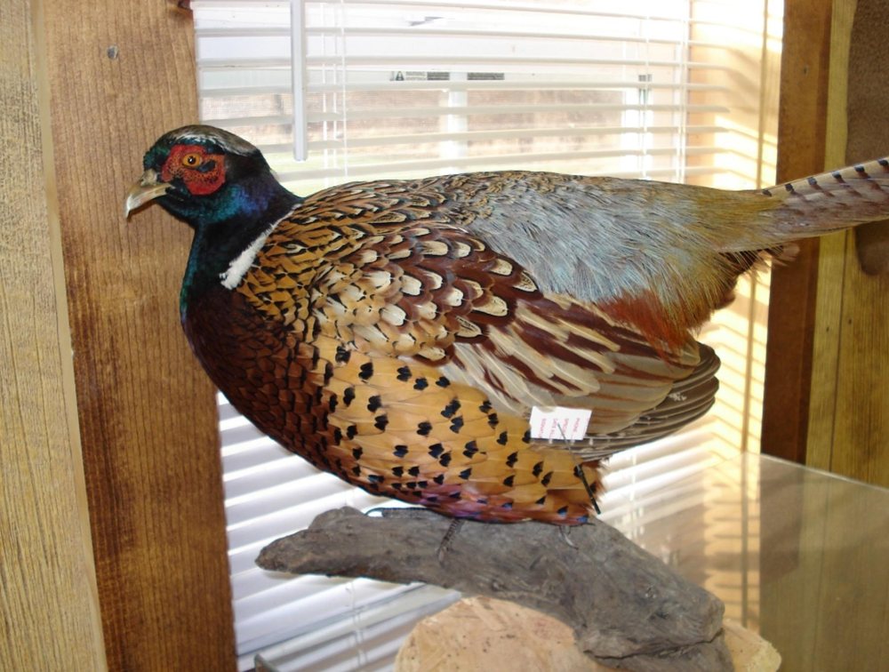 Wild Trophies Taxidermy - taxidermy in Winfield, MO