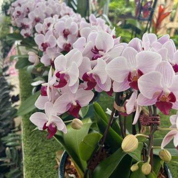 Sunset Nursery - Nurseries & Gardening Near Me - Miami, Florida Sunset Nursery - Nurseries & Gardening Near Me - Miami, Florida