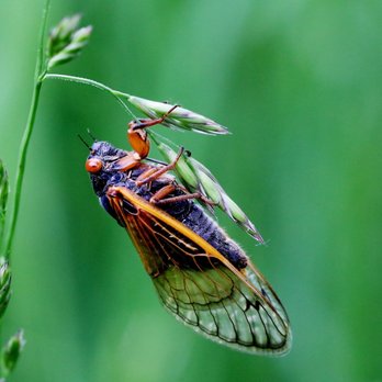 Emily Traphagen Preserve - Brood x cicada - Parks Near Me - Powell, Ohio Emily Traphagen Preserve - Brood x cicada - Parks Near Me - Powell, Ohio