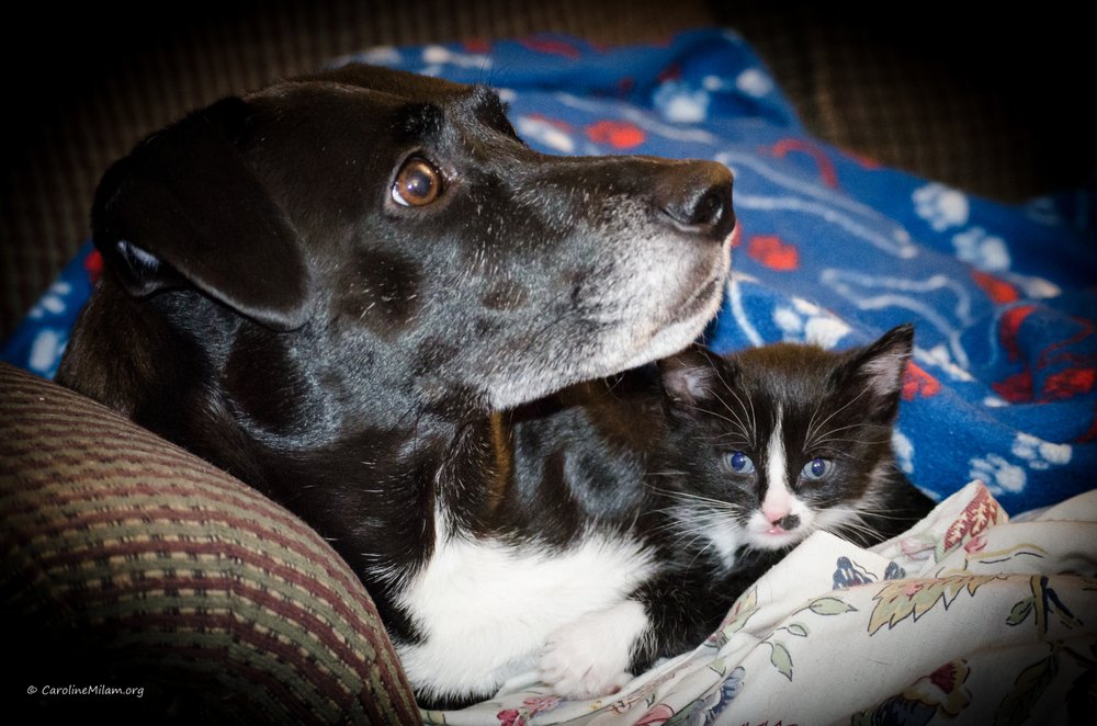 INDEPENDENCE ANIMAL HOSPITAL Updated September 2024 12 Photos & 35 Reviews 300 S Noland Rd