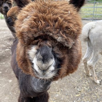 Cascade Rose Alpacas - Petting Zoos Near Me - Carnation, Washington