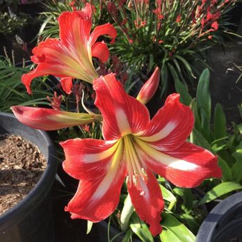 Classic Nursery - Nurseries & Gardening Near Me - Tarzana, California Classic Nursery - Nurseries & Gardening Near Me - Tarzana, California