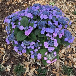 New Leaf Landscape Construction - Beautiful hydrangea!