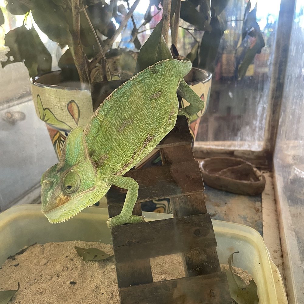 Coconuts Bar & Grill - Chameleon - Bars Near Me - Cozumel, ROO Coconuts Bar & Grill - Chameleon - Bars Near Me - Cozumel, ROO