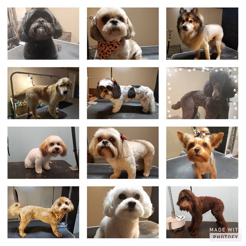 SHAWNEE HILLS PET GROOMING 24 Photos 36 W. Mohawk Dr, Shawnee Hills