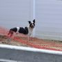 Photo of Gatto Fences