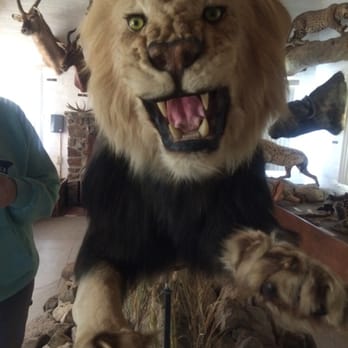 Camp Scherman - The lion in the taxidermy room - Campgrounds Near Me - Mountain Center, California Camp Scherman - The lion in the taxidermy room - Campgrounds Near Me - Mountain Center, California
