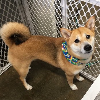 WAGZ - My shiba inu - Pet Groomers Near Me - Westchester, California WAGZ - My shiba inu - Pet Groomers Near Me - Westchester, California