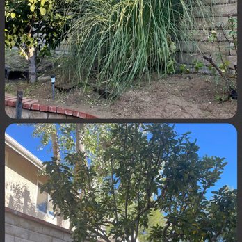 Tree Trimming 4 Less - Trimmed apple tree (different angle) & pulled pompous grass. - Tree Services Near Me