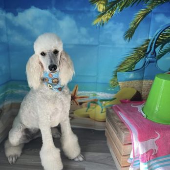 SouthPaws Grooming Studio - Pet Groomers Near Me SouthPaws Grooming Studio - Pet Groomers Near Me
