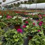Photo of Sokolowski Greenhouses