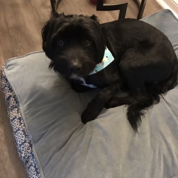 iPet Grooming - Pet Groomers Near Me - San Dimas, California