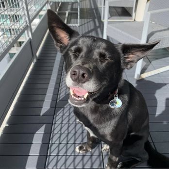 Paw Central - "Yay! Mom called Paw Central!" - Pet Sitting Near Me - Miami, Florida Paw Central - "Yay! Mom called Paw Central!" - Pet Sitting Near Me - Miami, Florida