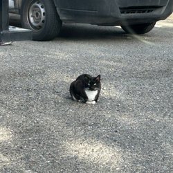 Bautista Food Truck - Superfluous picture of kitty cat in the parking lot by Bautista' Food Truck.