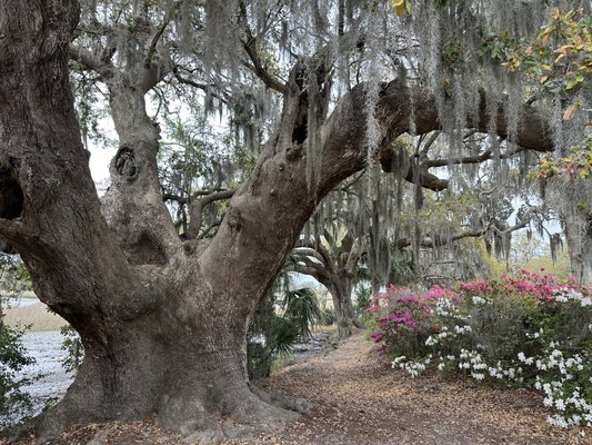 Boone Hall Plantation & Gardens by null