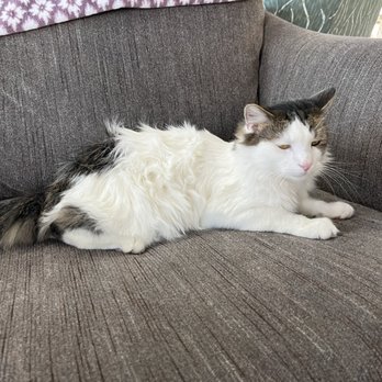 HUNTER’S KITTEN LOUNGE - Updated August 2025 - 70 Photos & 11 Reviews