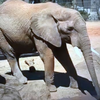 Caldwell Zoo - Zoos Near Me - Tyler, Texas Caldwell Zoo - Zoos Near Me - Tyler, Texas