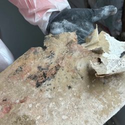 ALM Services - Mold removal and replacement, the whole project took seven days start to finish.