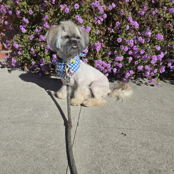 Joe Dog Grooming - Pet Groomers Near Me - Los Angeles, California Joe Dog Grooming - Pet Groomers Near Me - Los Angeles, California