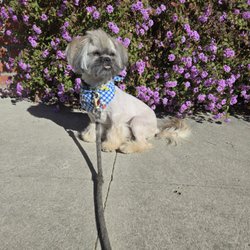 Joe Dog Grooming