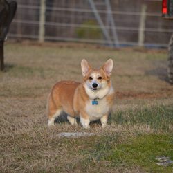 Sport of Horses Park - Bring your dog!
