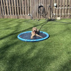 Rocket City Dog Bar - Splash pad for dogs!