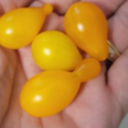 The Science Barge - Pear Tomatoes